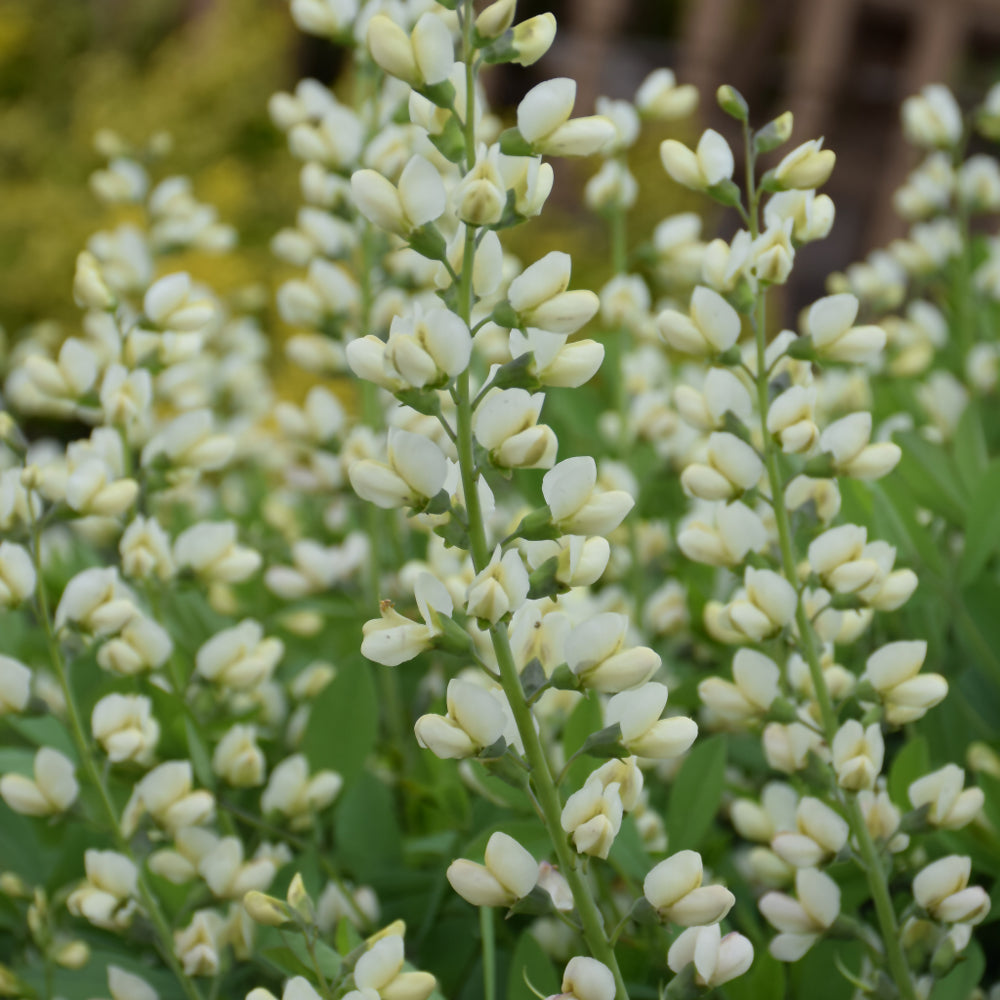 Baptisia 'Vanilla Cream'