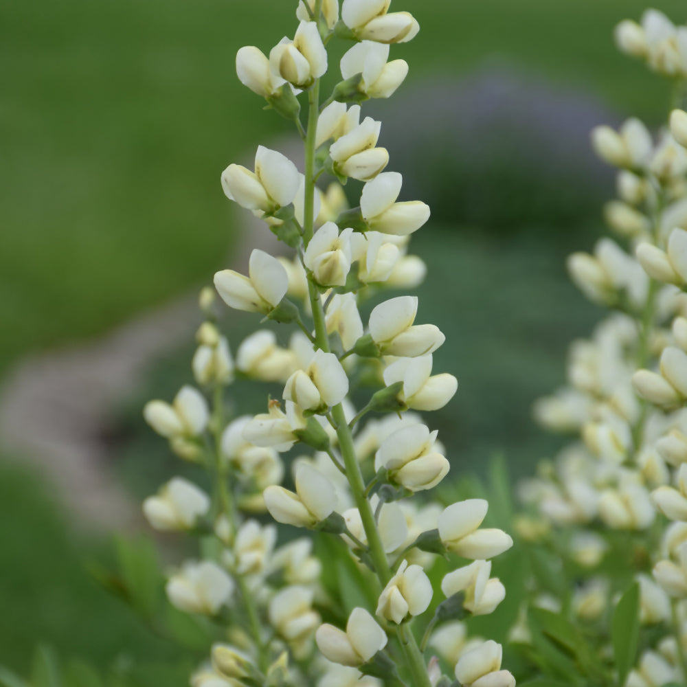 Decadence® Vanilla Cream False Indigo