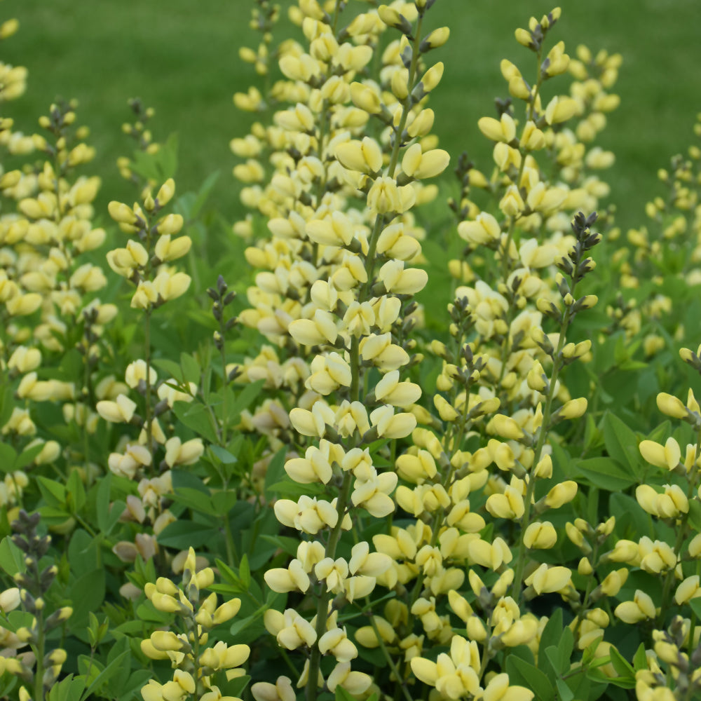 Baptisia 'Lemon Meringue'