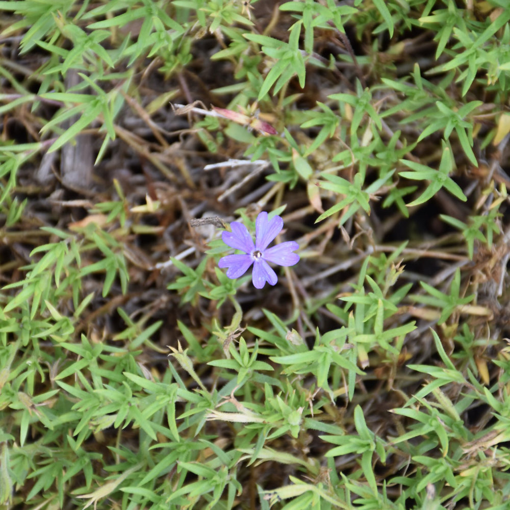 Phlox 'Violet Pinwheels'