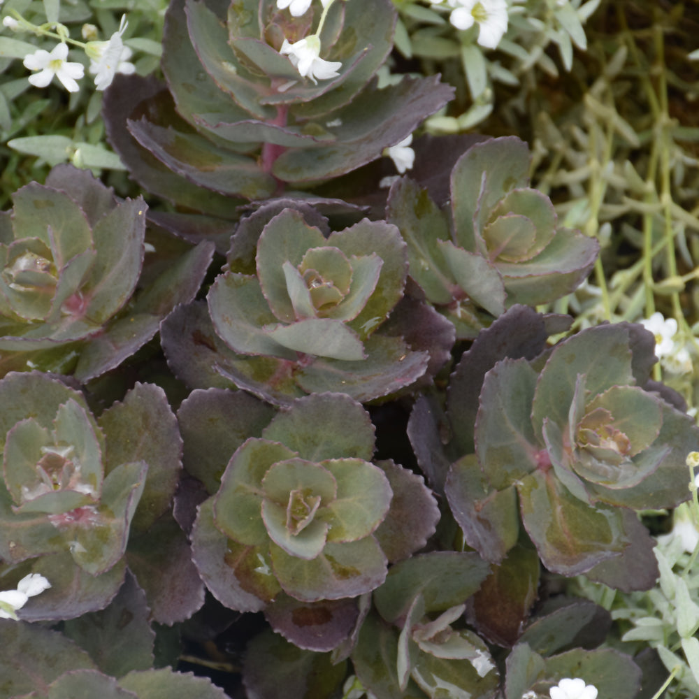 Night Embers Stonecrop