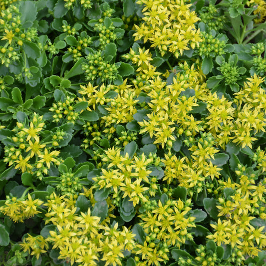 Sedum 'Little Miss Sunshine'