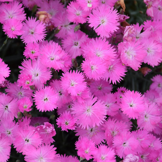 Dianthus gratianopolitanus 'Firewitch'