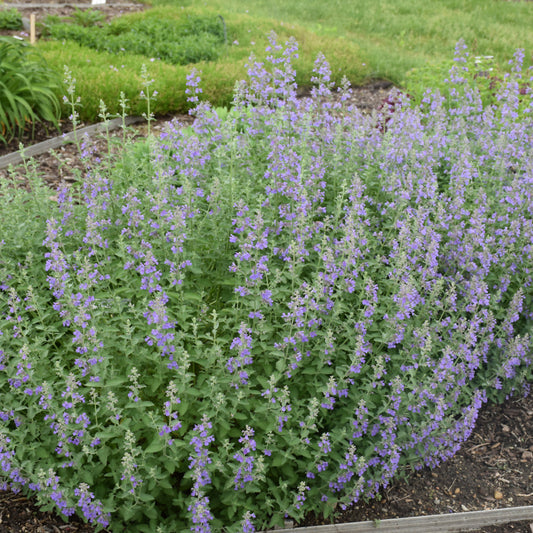 Nepeta x faassenii 'Walker's Low'