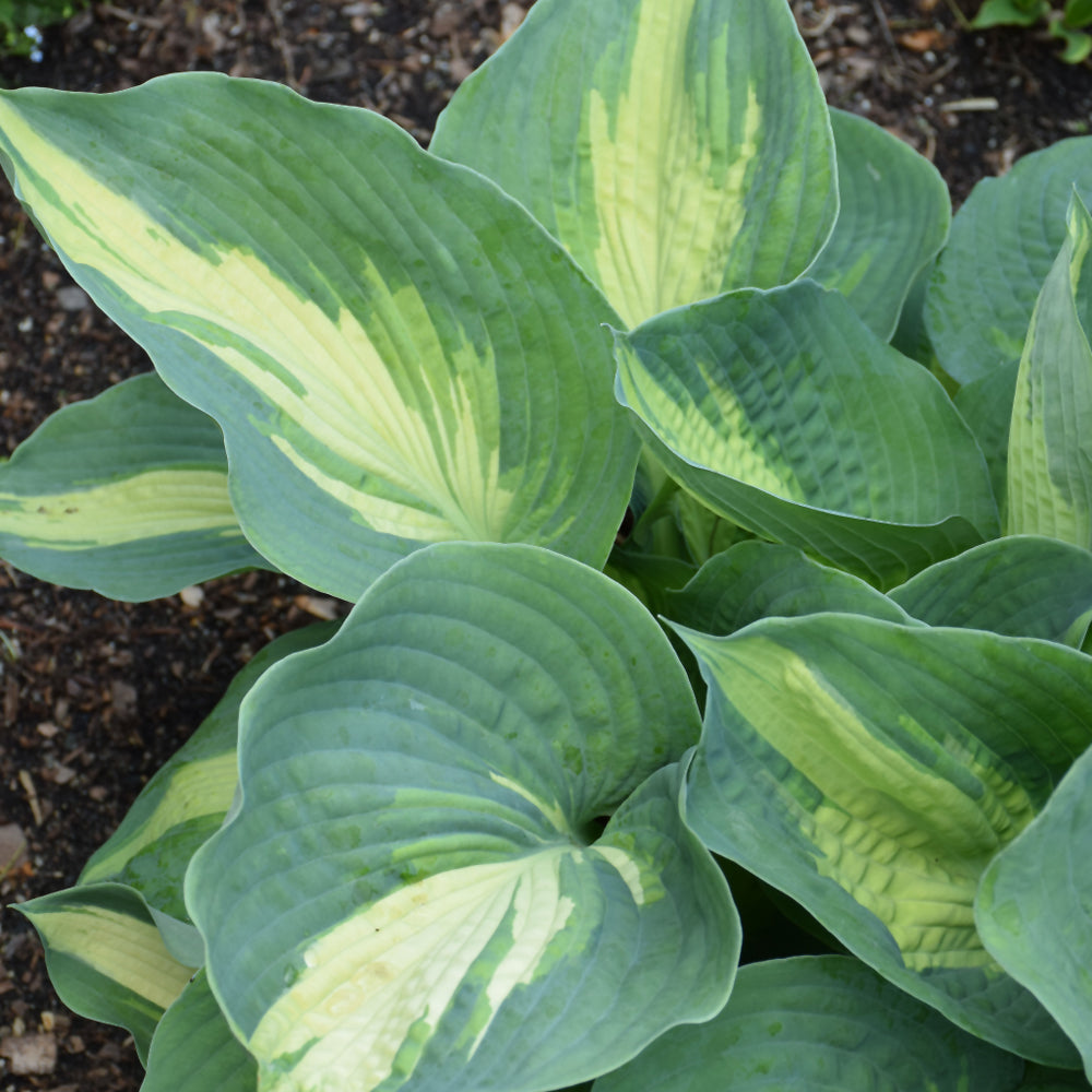 Hosta 'Hudson Bay'