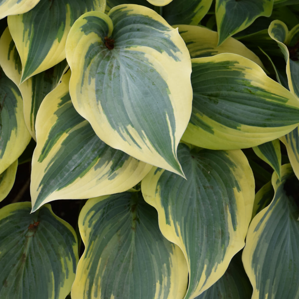 Hosta 'First Frost'