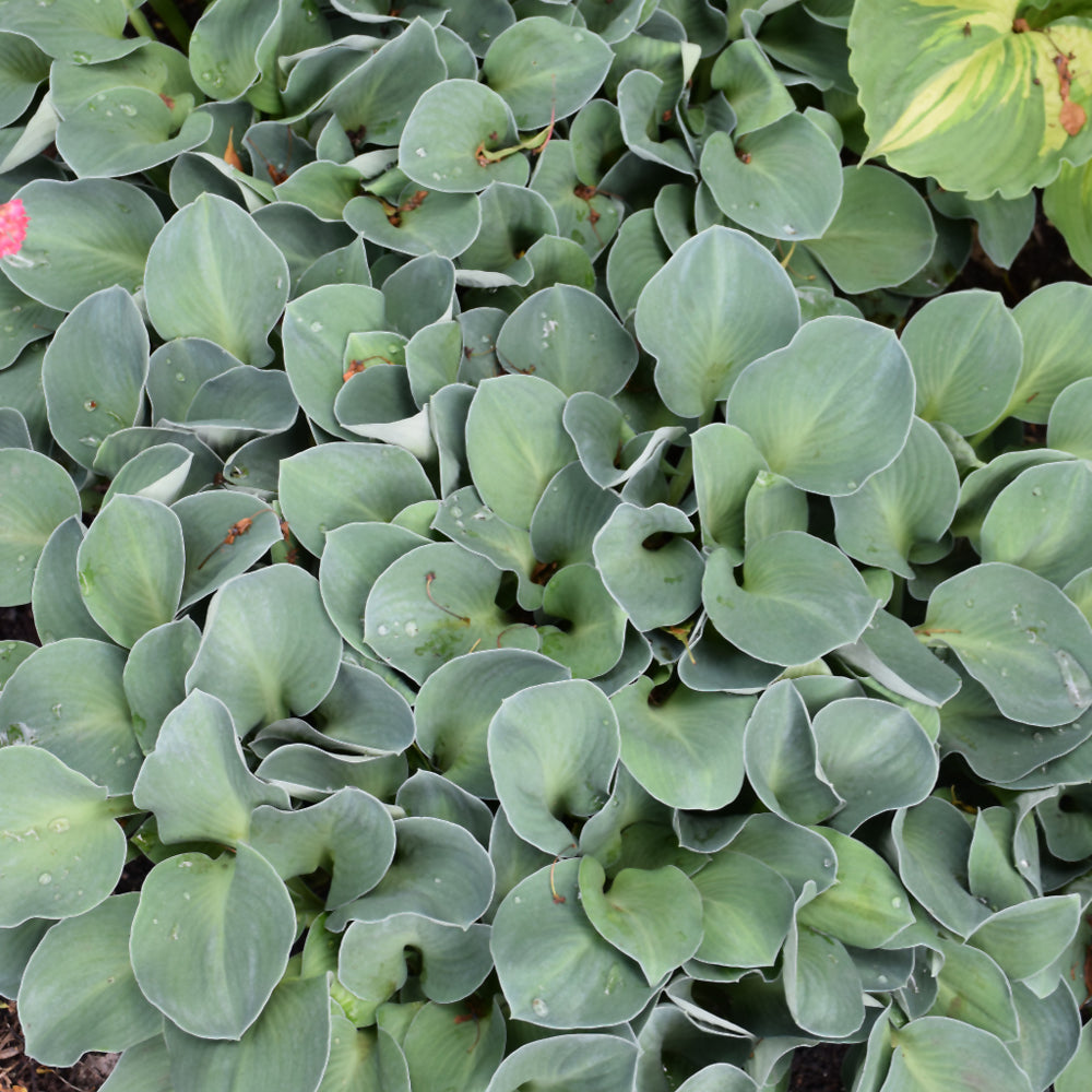 Hosta 'Blue Mouse Ears'