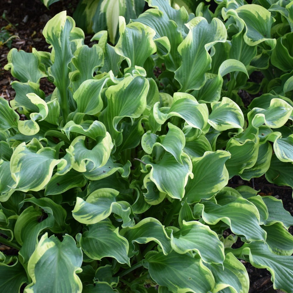 Shadowland® Wheee! Hosta