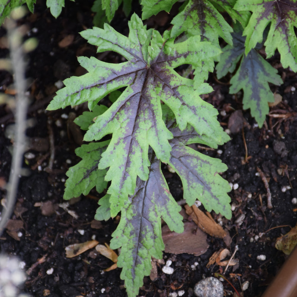 Cutting Edge Foamflower