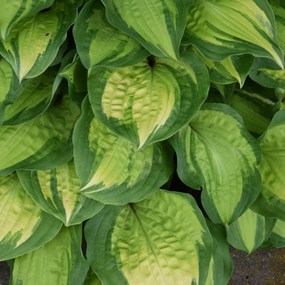 Hosta 'Island Breeze'