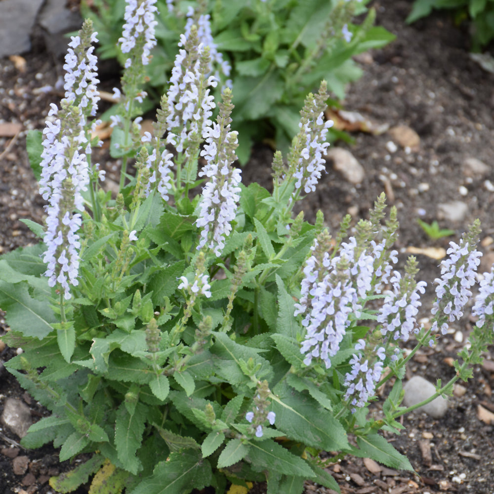 Perfect Profusion Meadow Sage