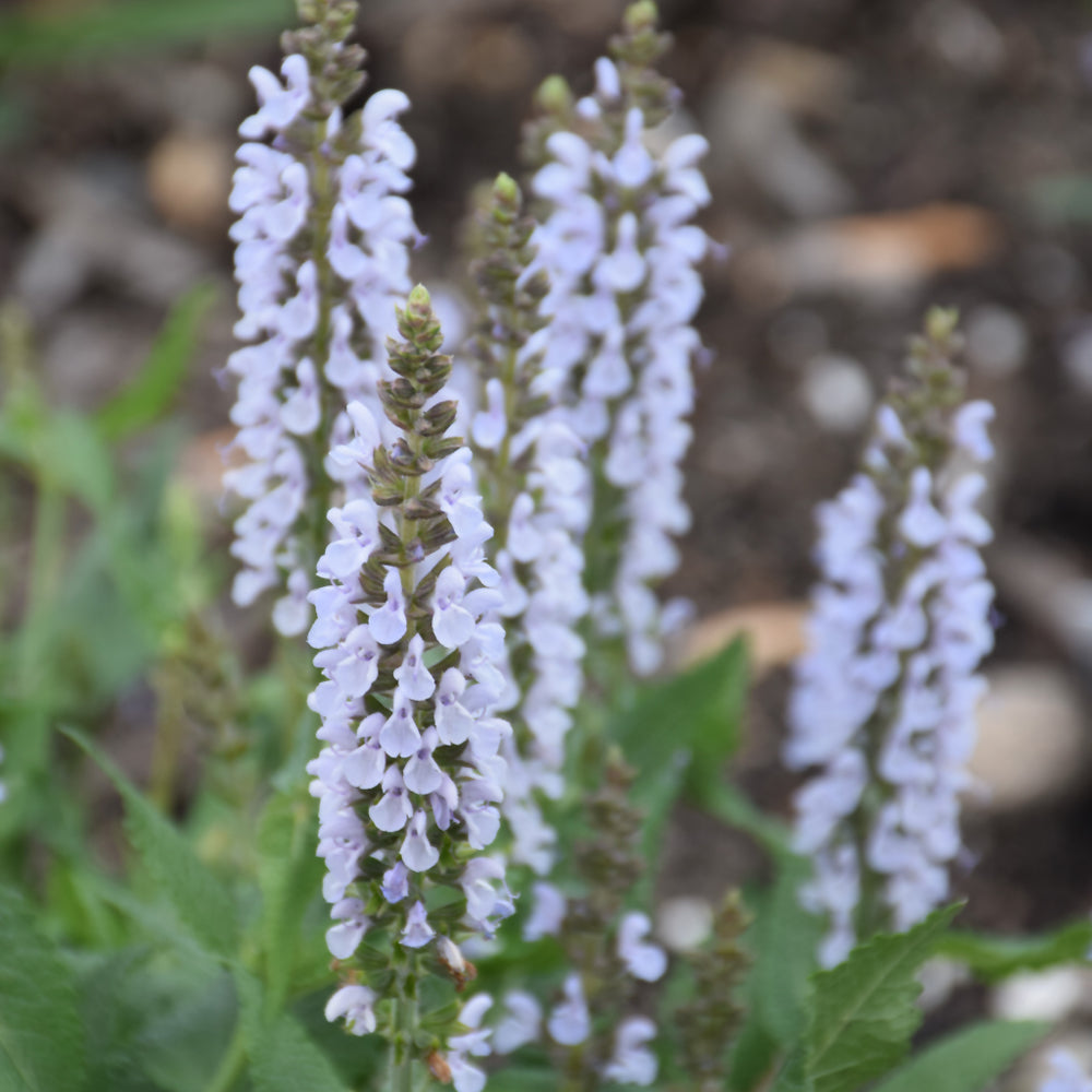 Salvia nemorosa 'Perfect Profusion'