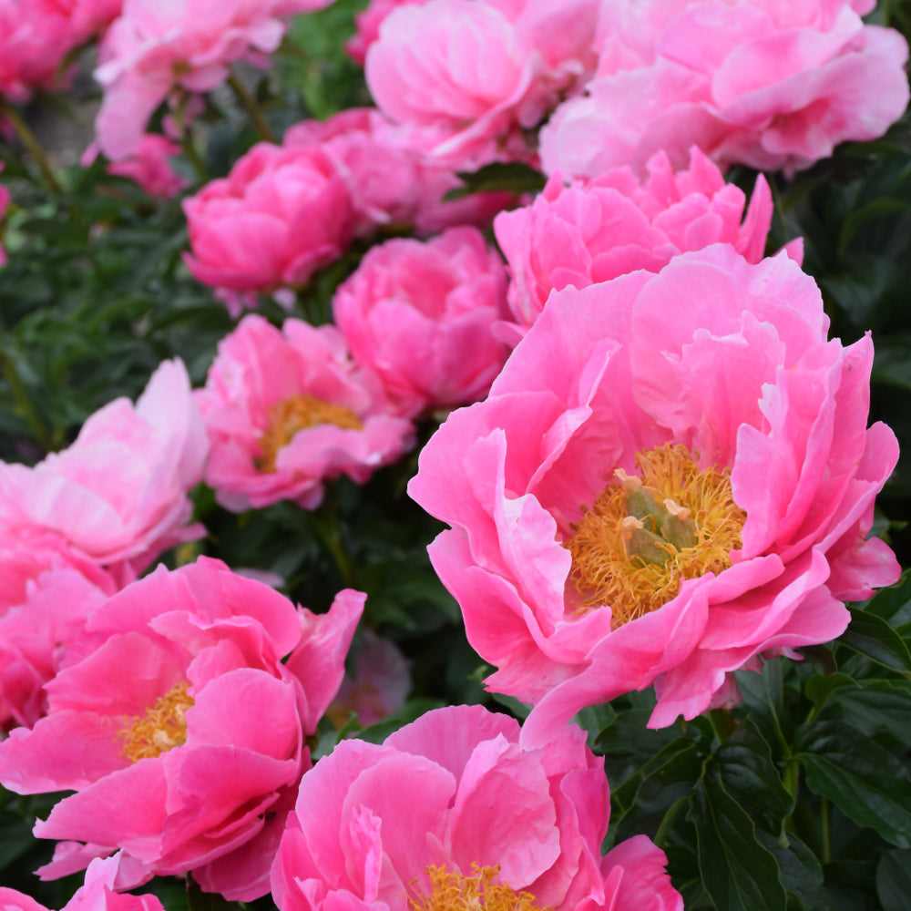 Paeonia 'Paula Fay'