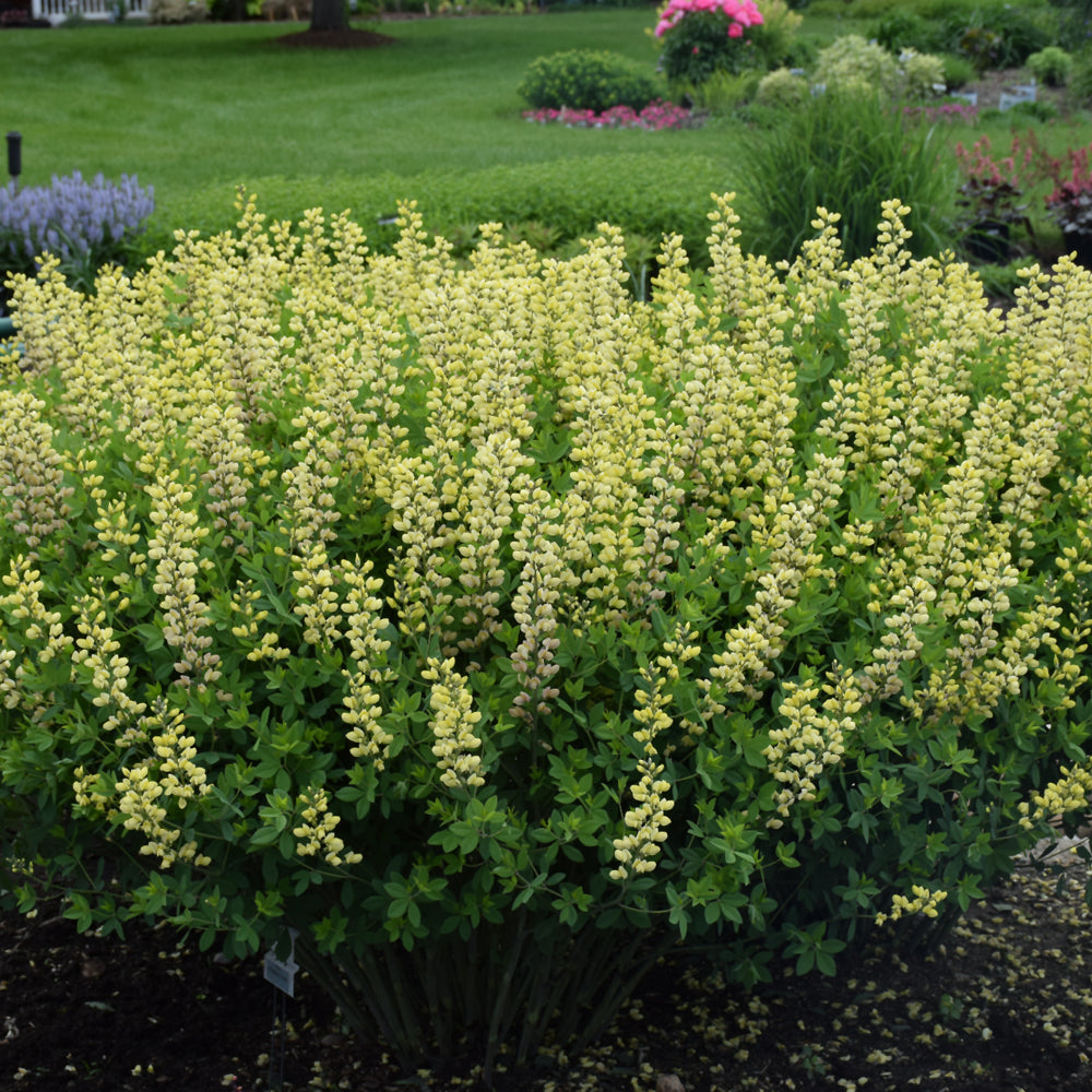 Decadence® Lemon Meringue False Indigo