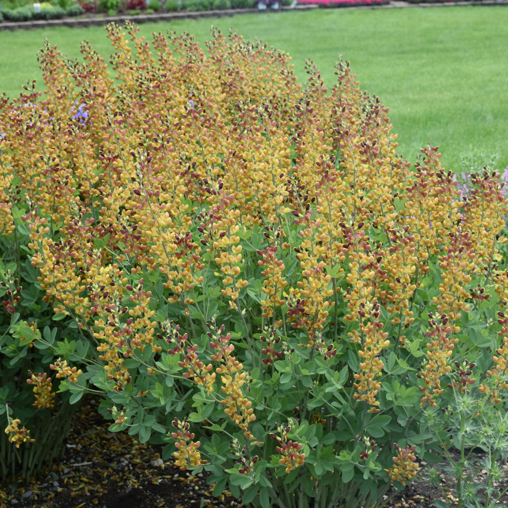 Decadence® Cherries Jubilee False Indigo