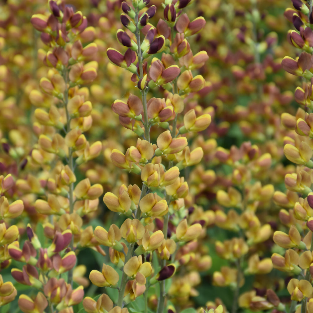 Baptisia 'Cherries Jubilee'