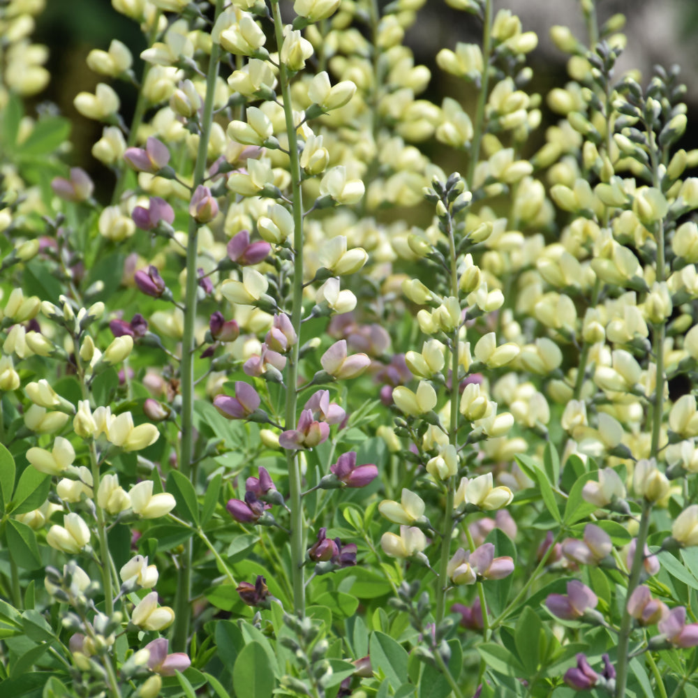 Decadence® Deluxe Pink Lemonade False Indigo