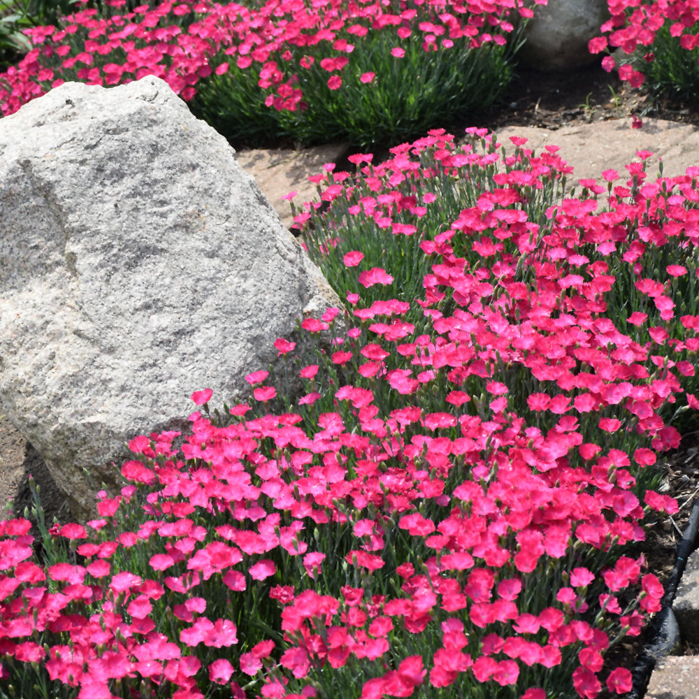 Dianthus 'Paint The Town Magenta'