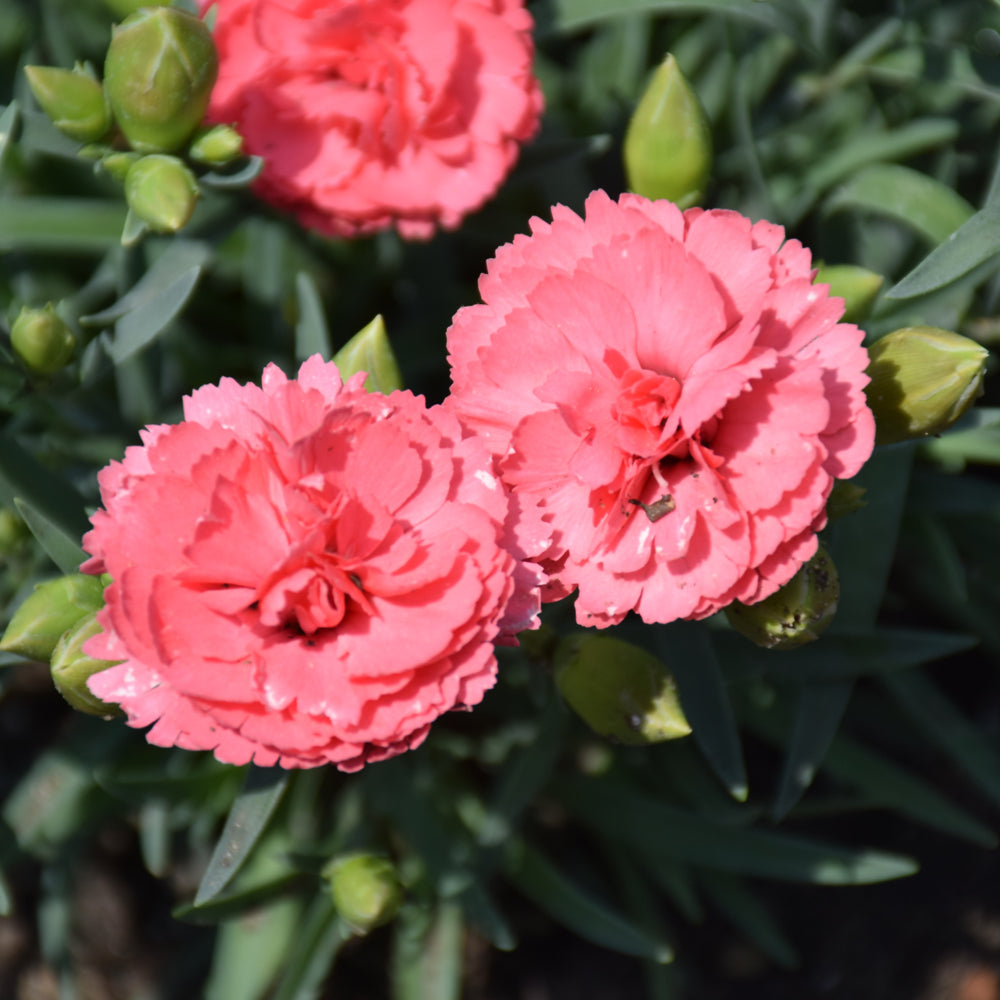 Dianthus 'Classic Coral'