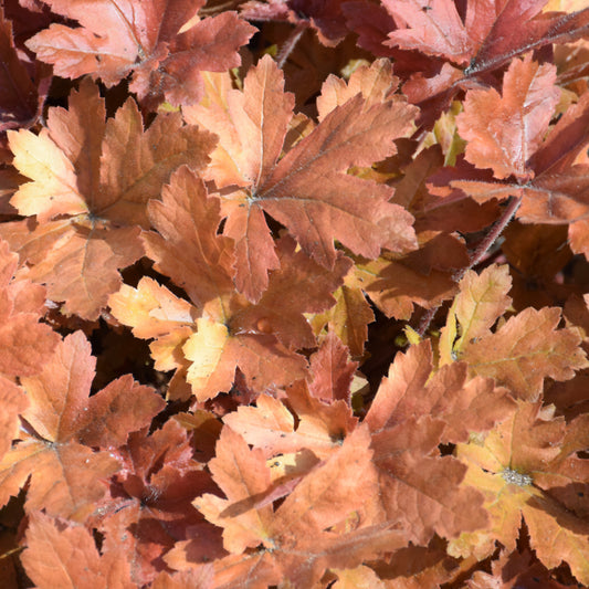 Heucherella 'Hopscotch'