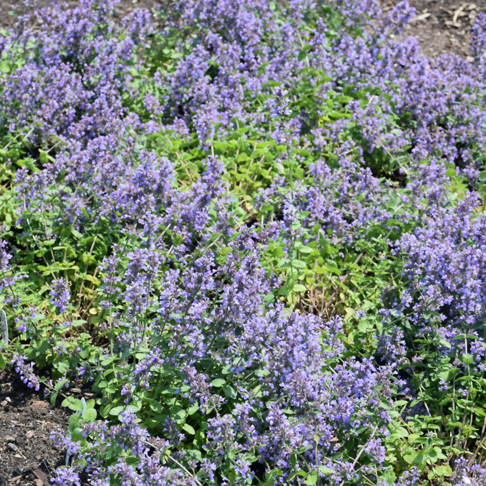 Cat's Pajamas Catmint