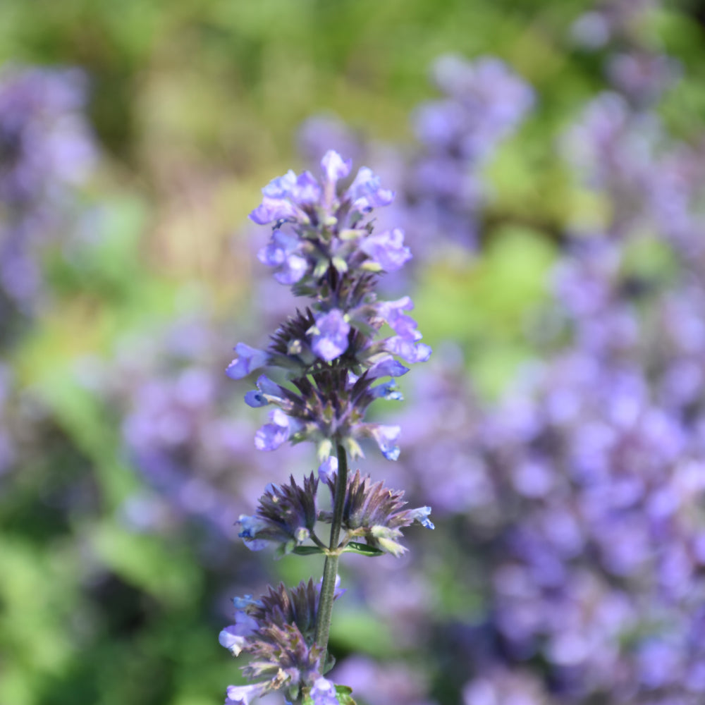 Nepeta 'Cat's Pajamas'