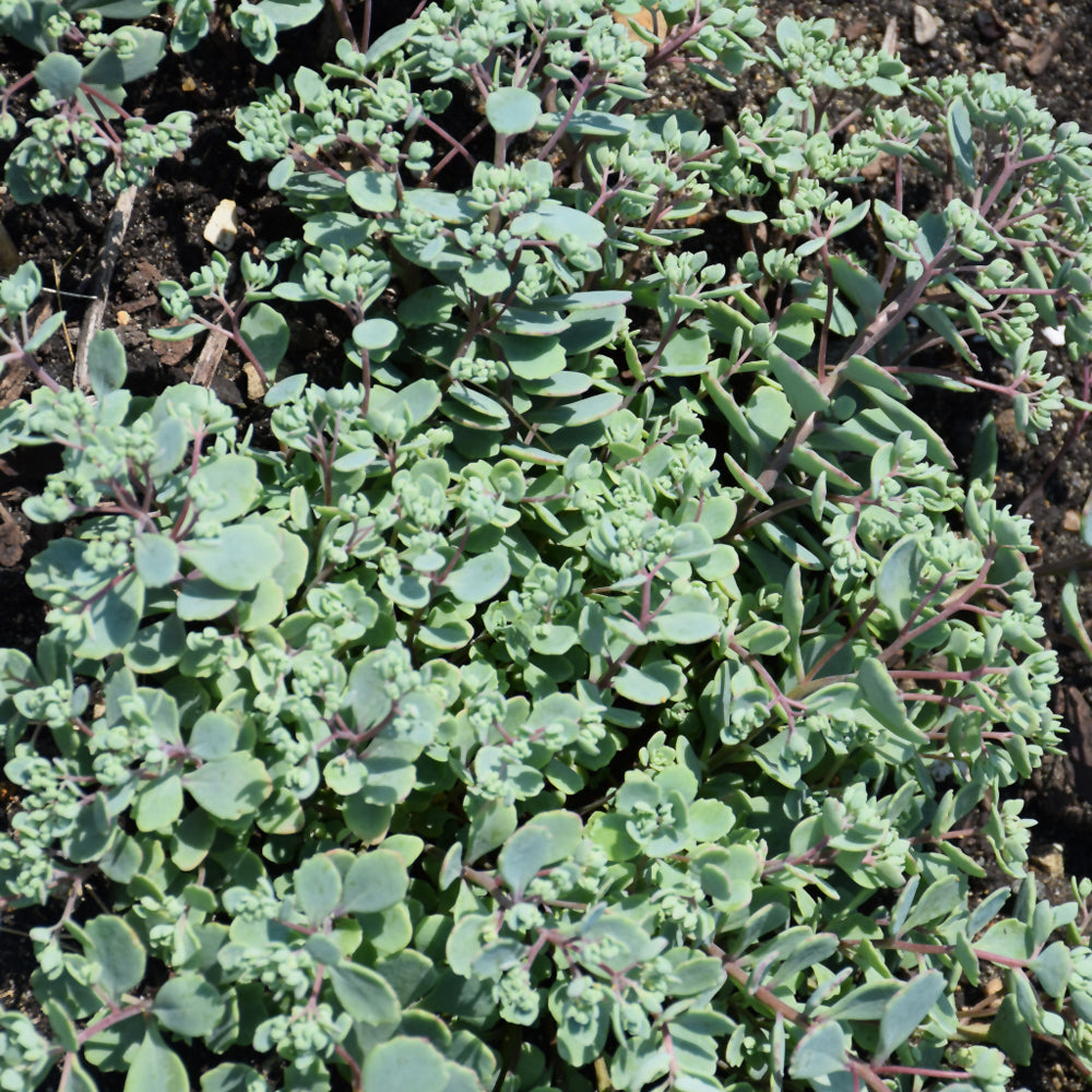 Sedum 'Steel The Show'
