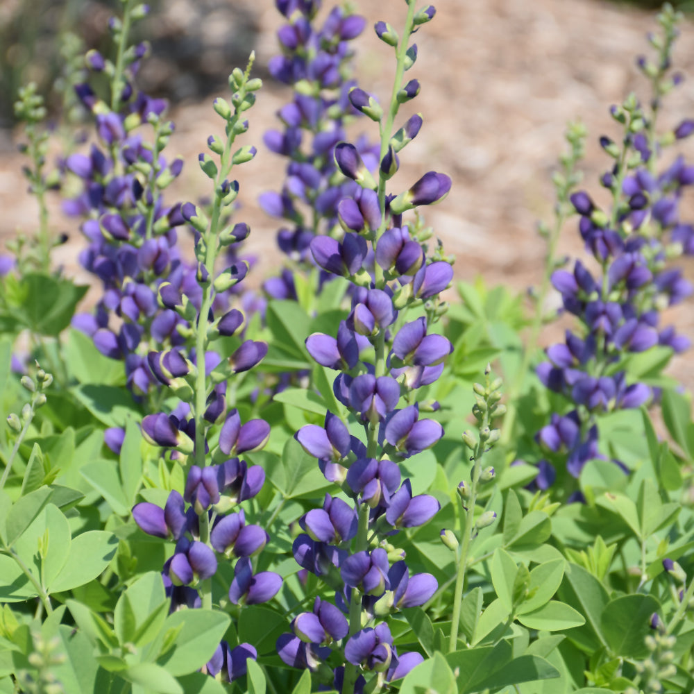 Decadence® Sparkling Sapphires False Indigo