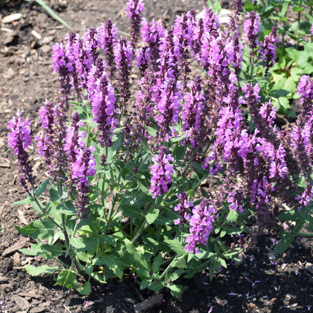 Pink Profusion Meadow Sage