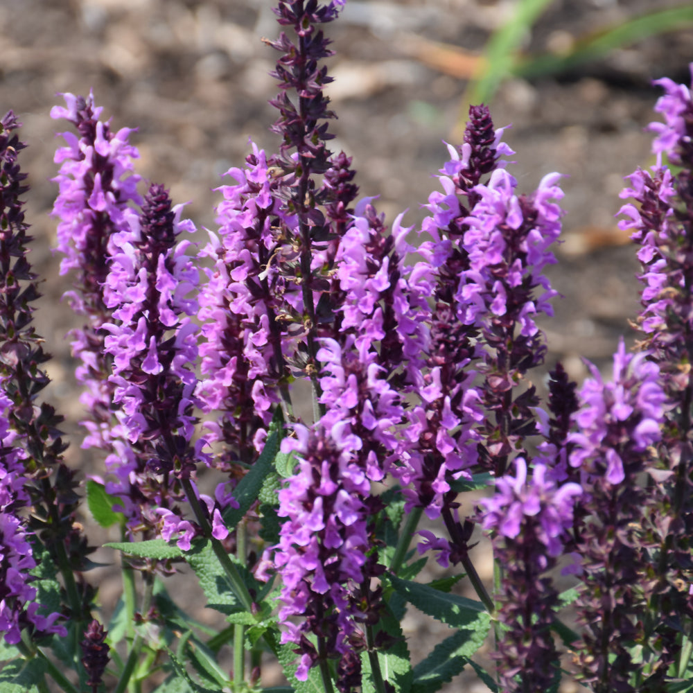 Salvia nemorosa 'Pink Profusion'