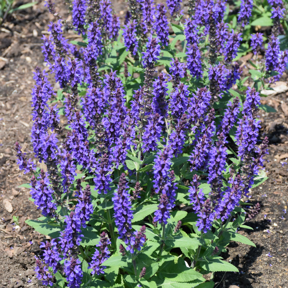 Violet Profusion Meadow Sage