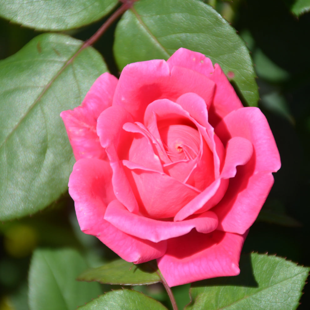 Rosa 'Radtkopink'