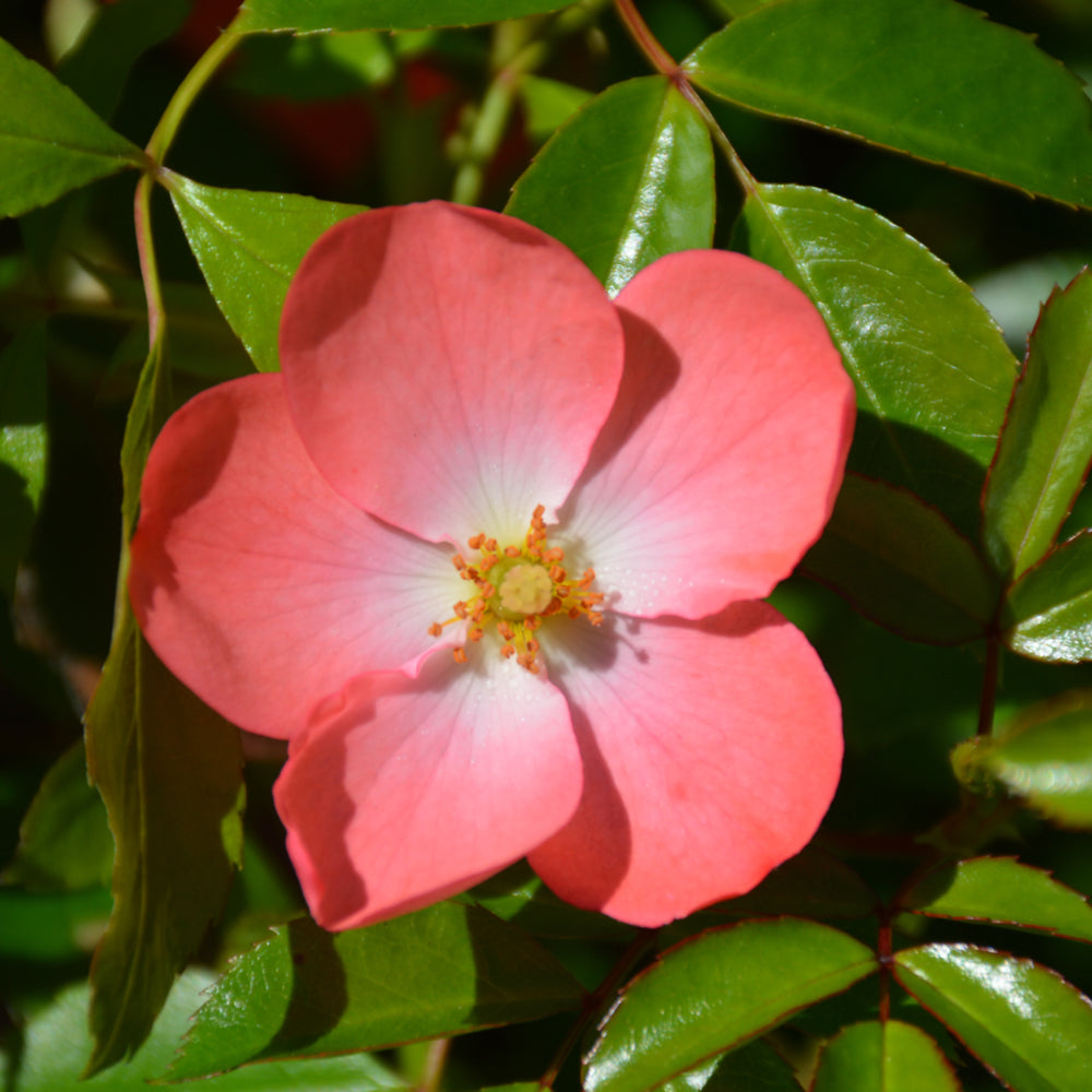 Flower Carpet Coral Rose