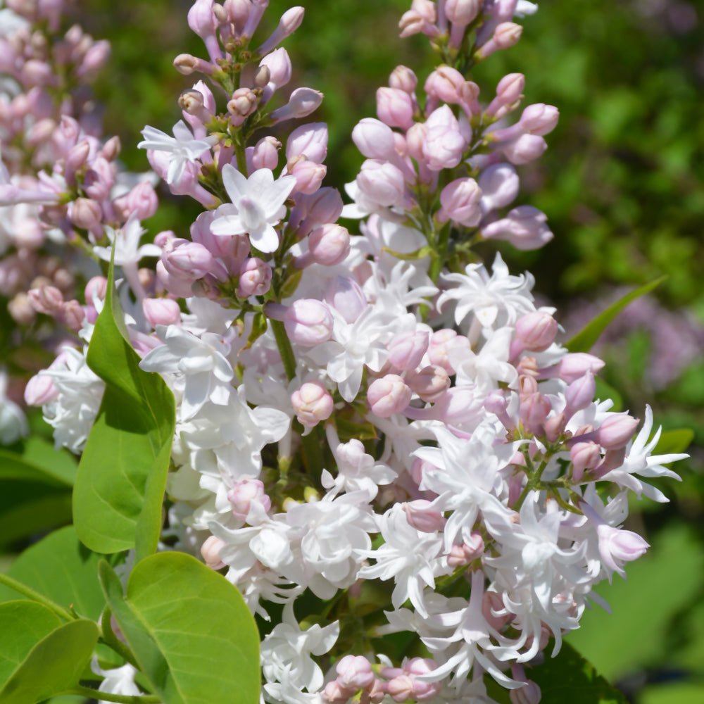 Syringa vulgaris 'Beauty of Moscow'