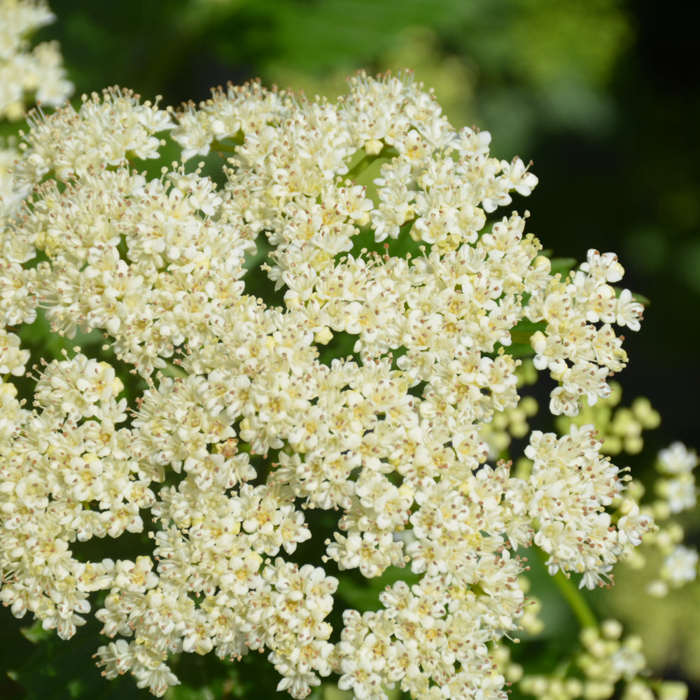 Autumn Jazz Viburnum