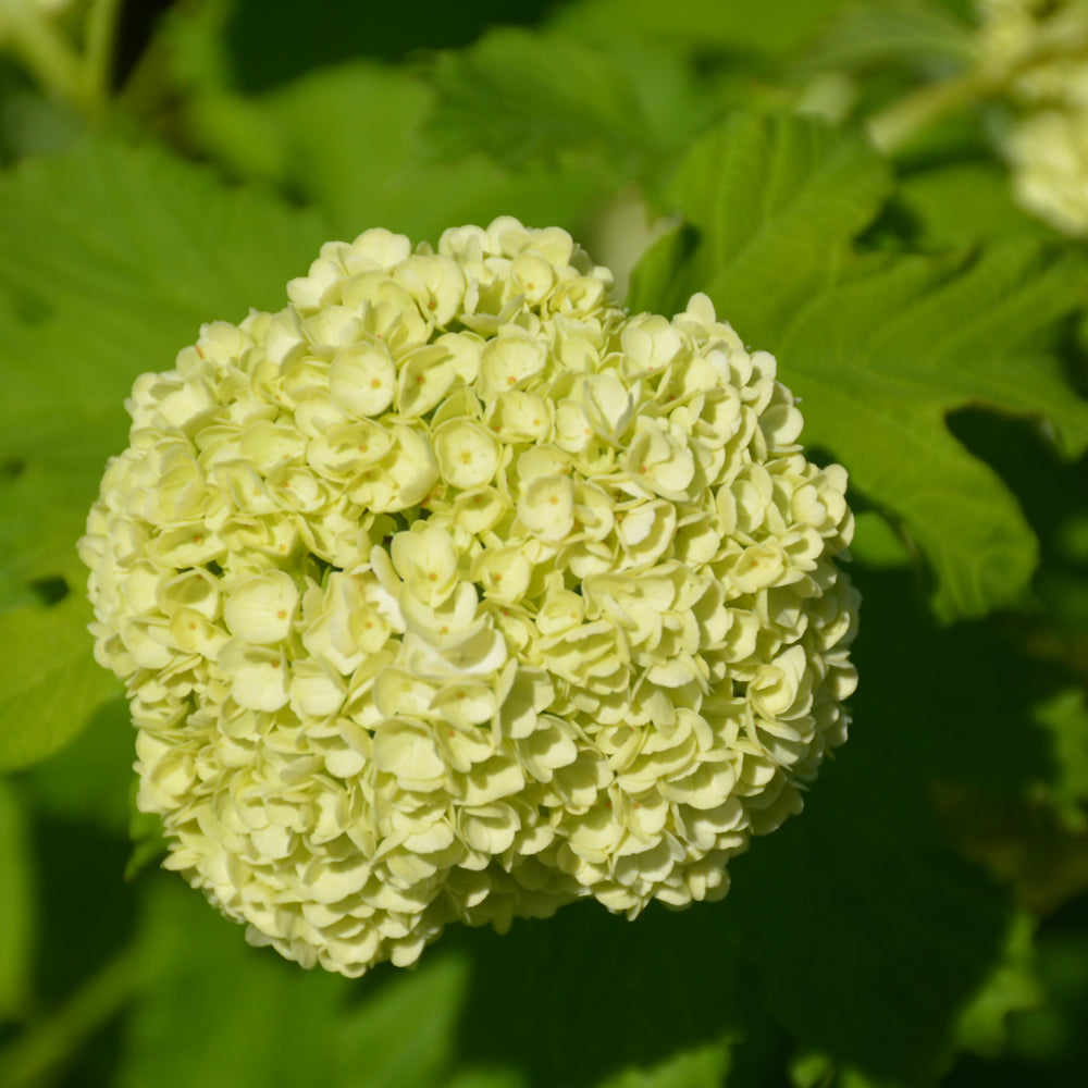 Snowball Viburnum