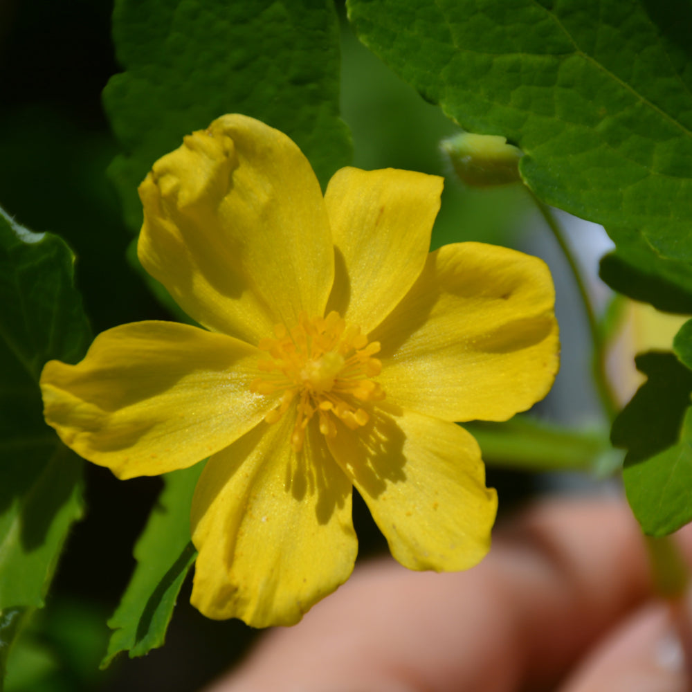 Stylophorum diphyllum