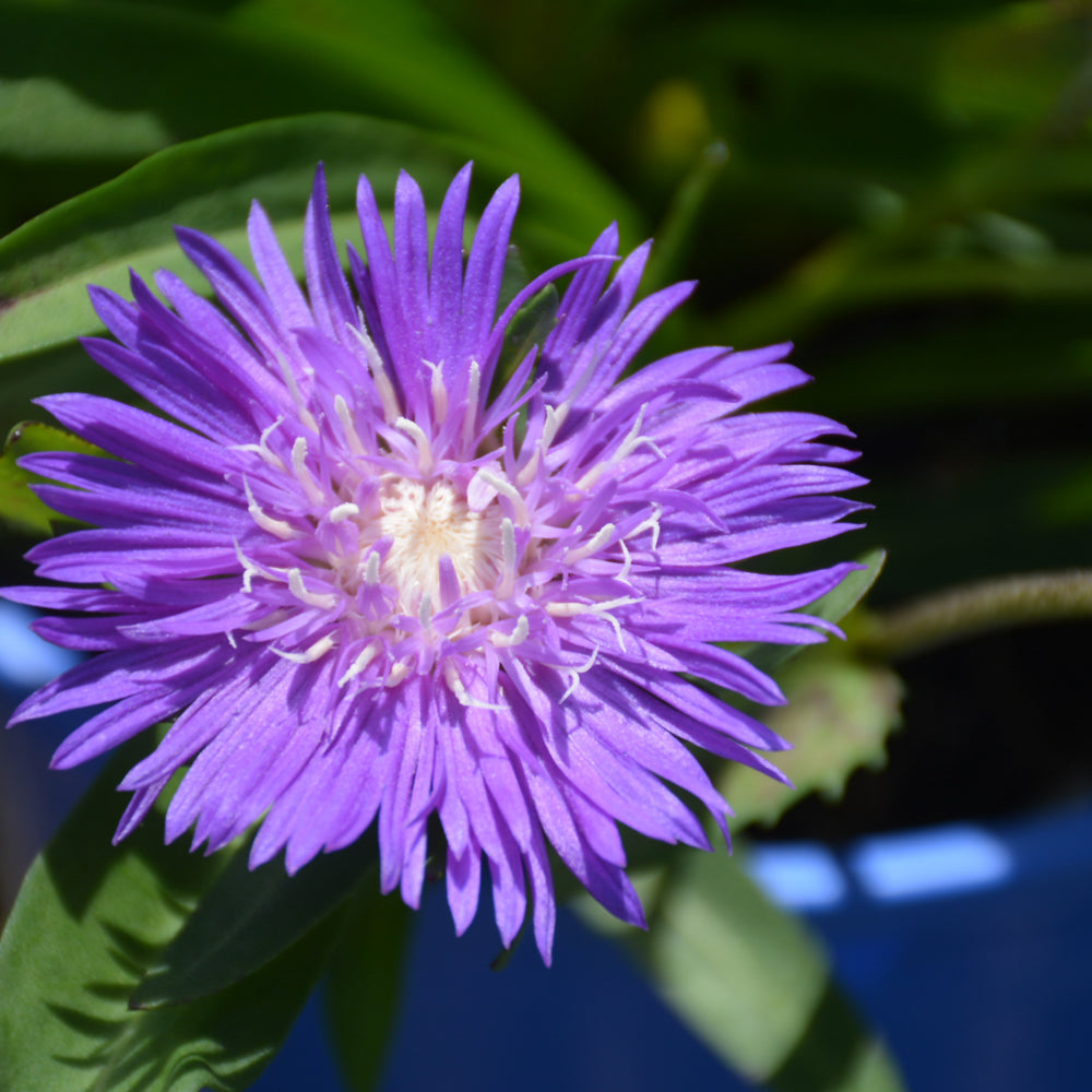 Honeysong Purple Aster