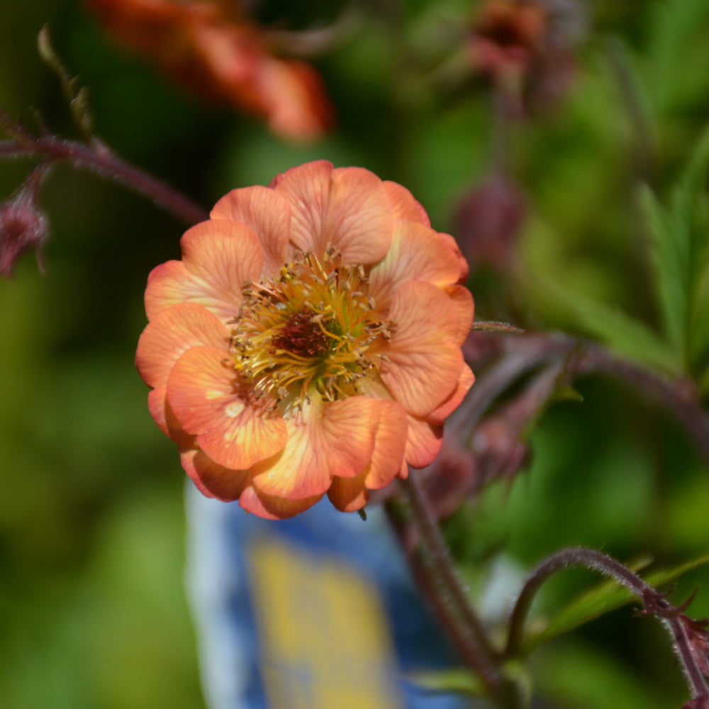 Geum 'Mai Tai'