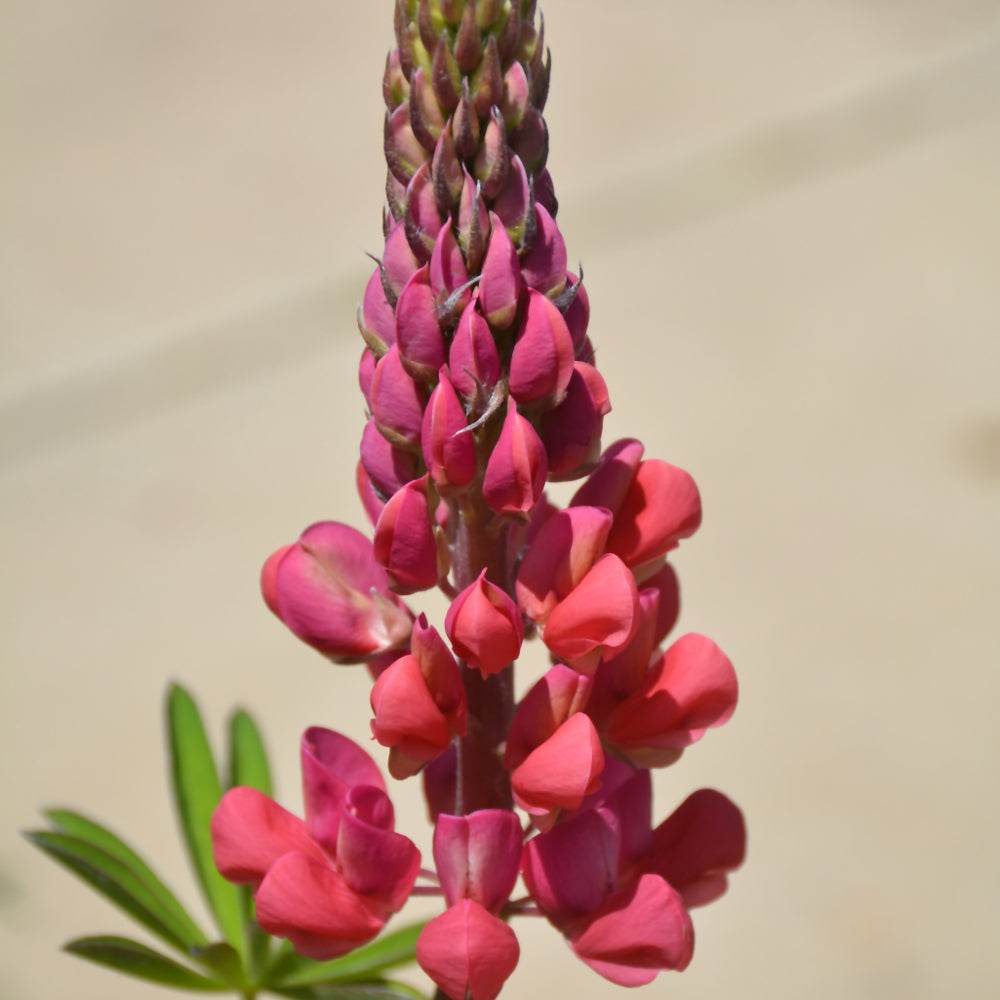 Lupinus 'Red Rum'