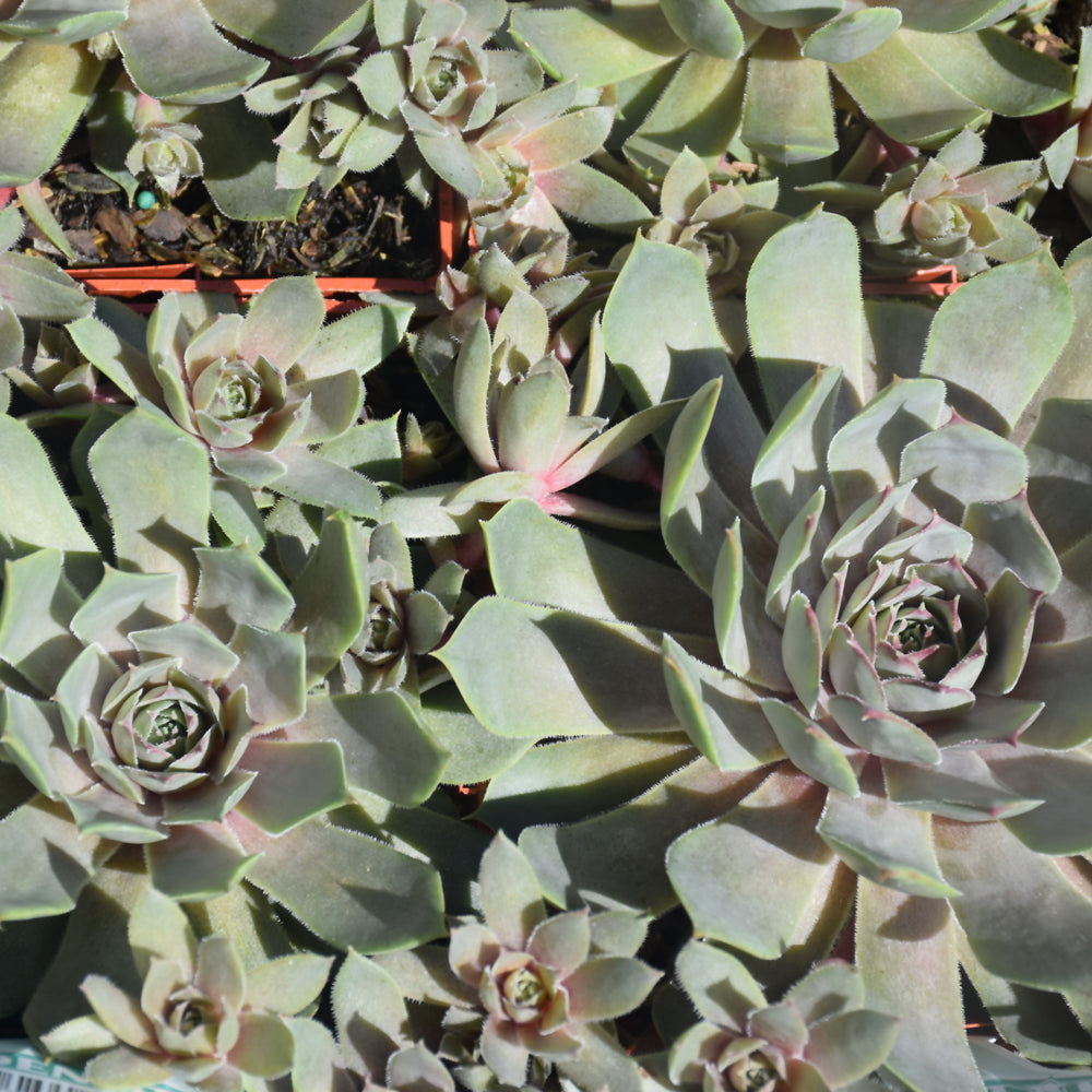 Pacific Blue Ice Hens And Chicks