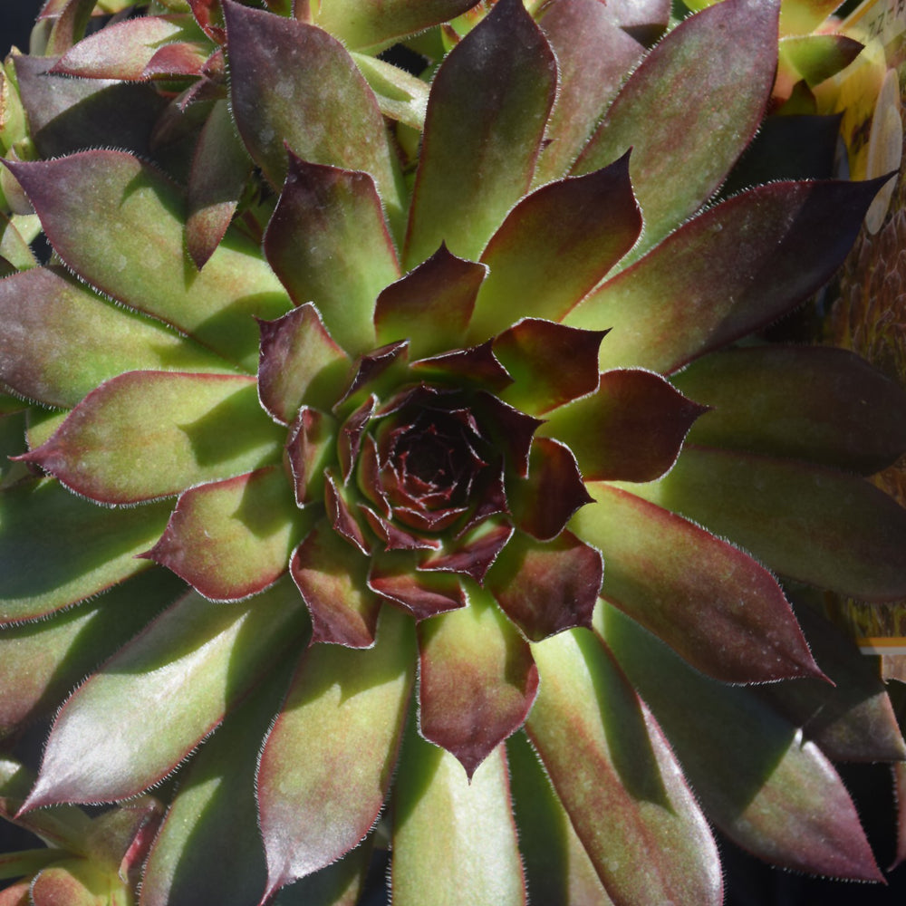 Sempervivum 'Black'