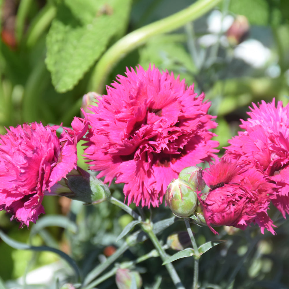 Dianthus 'Spiked Punch'