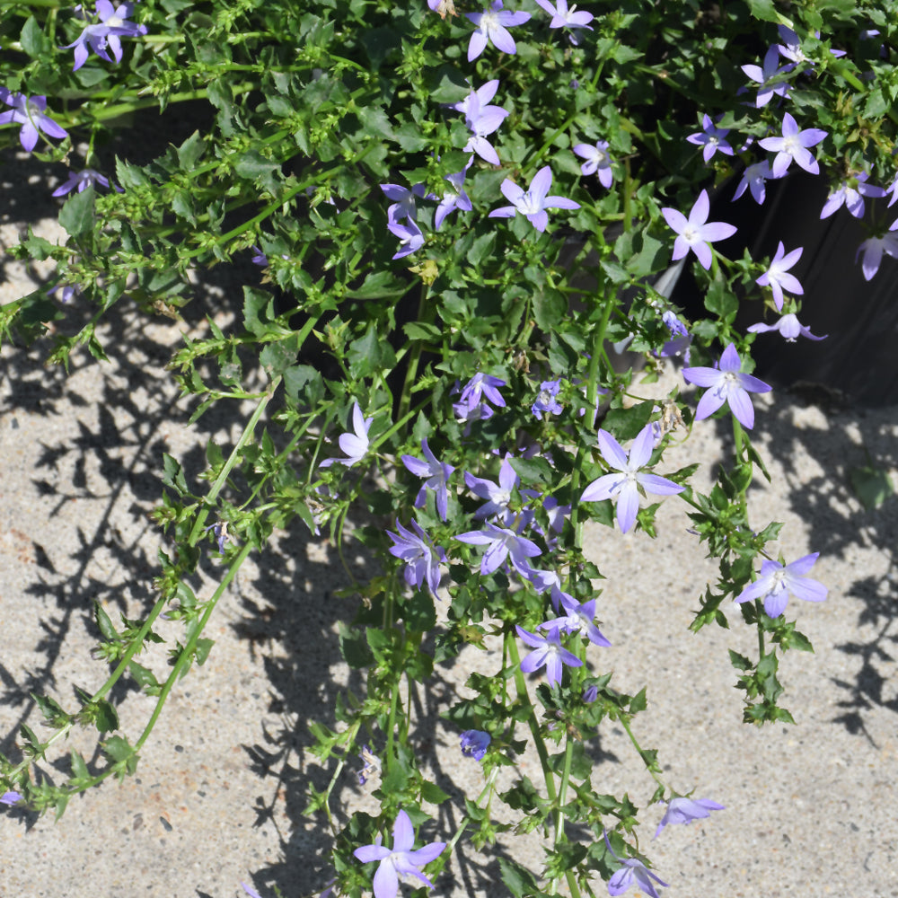 Blue Waterfall Serbian Bellflower