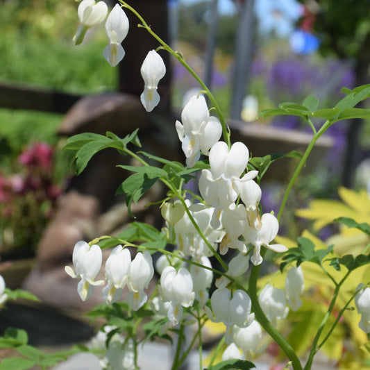 Dicentra spectabilis 'Alba'