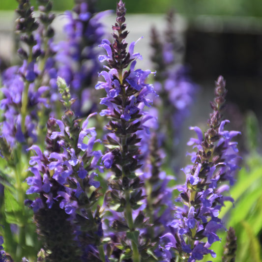 Salvia nemorosa 'Marcus'