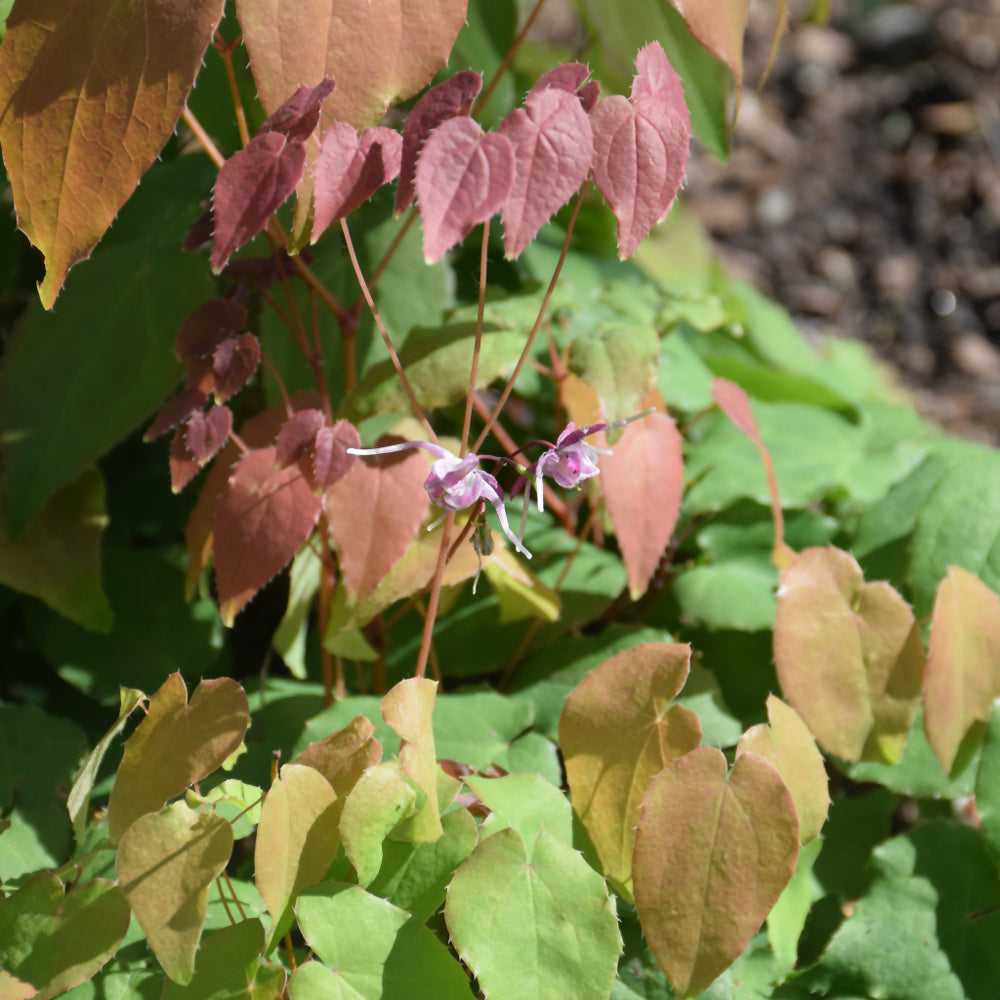 Epimedium 'Pink Elf'