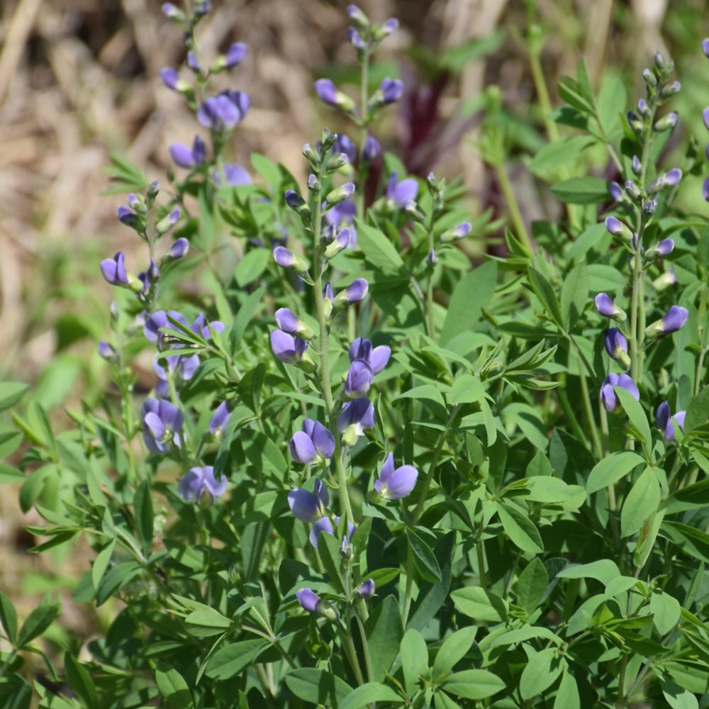 Baptisia 'Blue Bubbly'