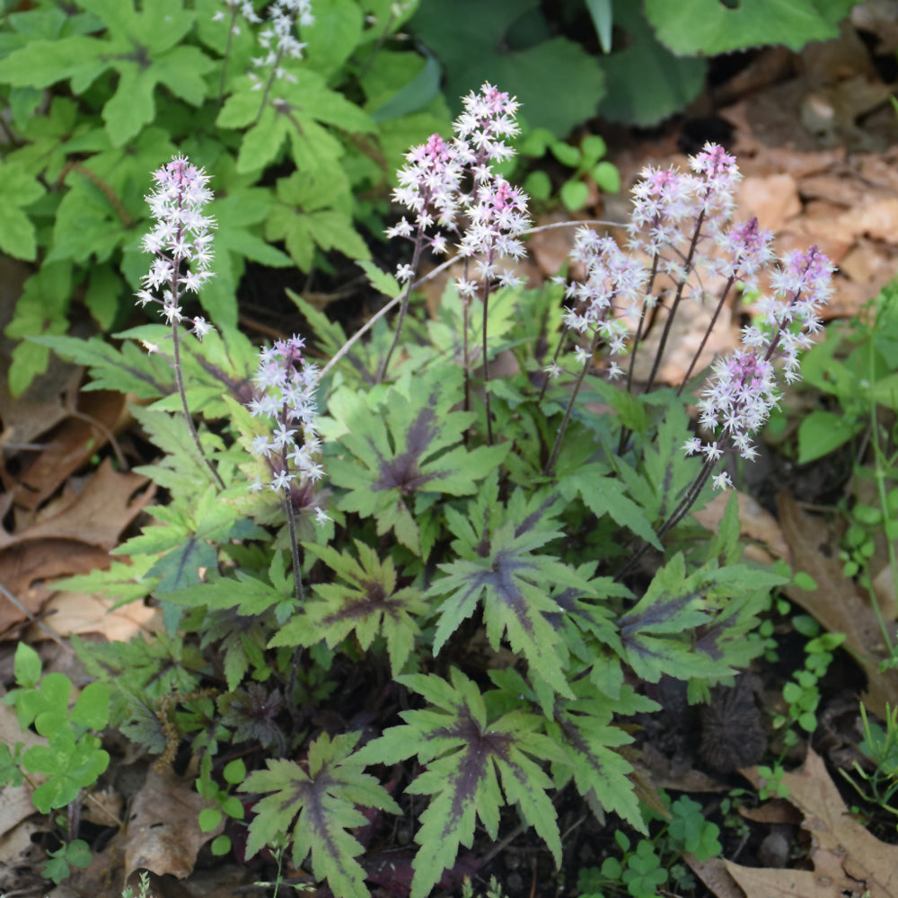 Tiarella 'Cutting Edge'