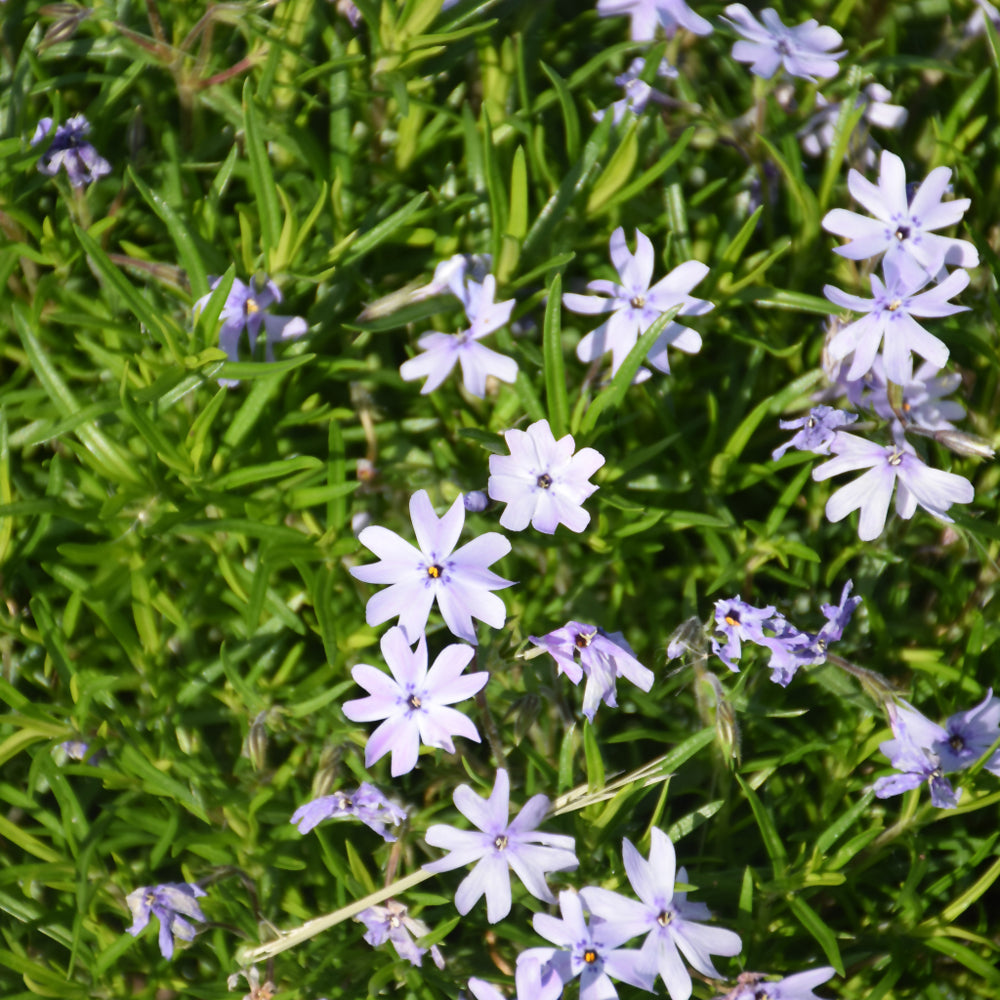 Phlox subulata 'Barsixtynine'